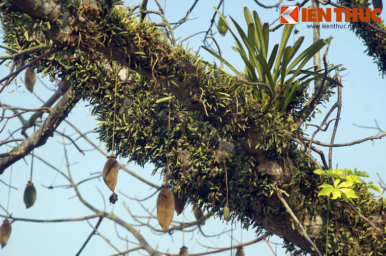 Hạt của cây bao báp này được dùng như chất làm đặc cho các món súp, cũng có thể được lên men thành gia vị hay nướng ăn trực tiếp như lạc hoặc giã nhỏ để lấy dầu.