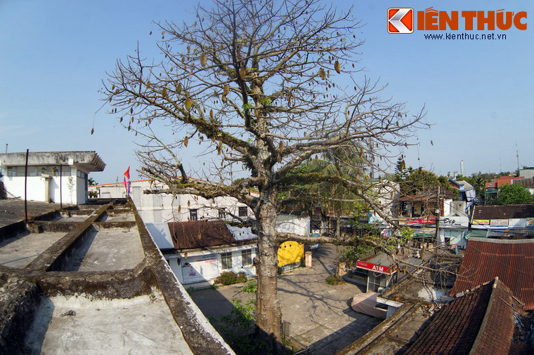 Bao báp là một chi cây thân gỗ gồm nhiều loài khác nhau. Theo các nhà khoa học Việt Nam, cây bao báp ở Huế thuộc loài bao báp Grandidier, tên khoa học là Adansonia grandidieri. Đây là loài cây bản địa ở châu Phi và Australia.