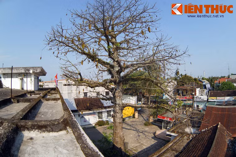 Bao báp là một chi cây thân gỗ gồm nhiều loài khác nhau. Theo các nhà khoa học Việt Nam, cây bao báp ở Huế thuộc loài bao báp Grandidier, tên khoa học là Adansonia grandidieri. Đây là loài cây bản địa ở châu Phi và Australia.