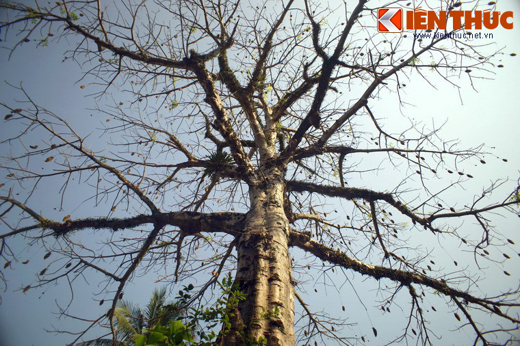 Cây bao báp cổ thụ này có chiều cao khoảng 20m, tán rất rộng với những cành vươn dài cả chục mét.