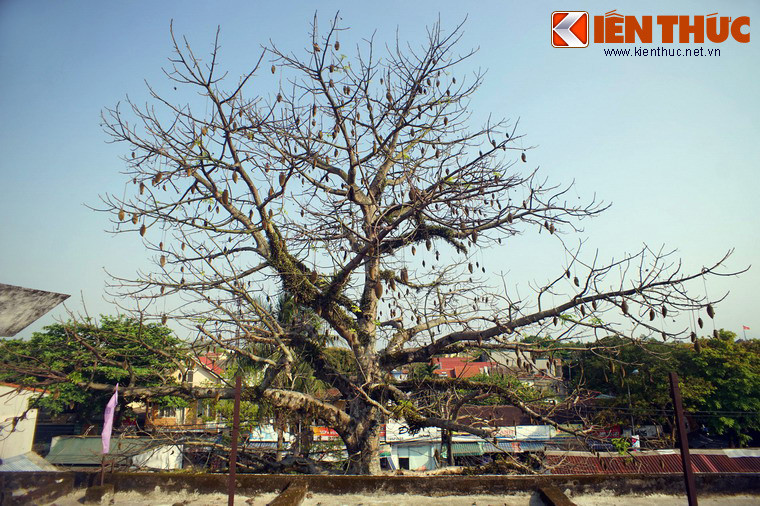 Đặc biệt, những cây bao báp cổ thụ được ví như hồ chứa nước “sống” bởi trữ lượng nước có trong cây nhiều đến kinh ngạc. Trong giai đoạn hạn hán, cây bao báp là nguồn cung cấp nước giúp duy trì sự sống của nhiều người...