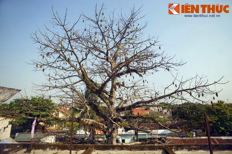 Đặc biệt, những cây bao báp cổ thụ được ví như hồ chứa nước “sống” bởi trữ lượng nước có trong cây nhiều đến kinh ngạc. Trong giai đoạn hạn hán, cây bao báp là nguồn cung cấp nước giúp duy trì sự sống của nhiều người...