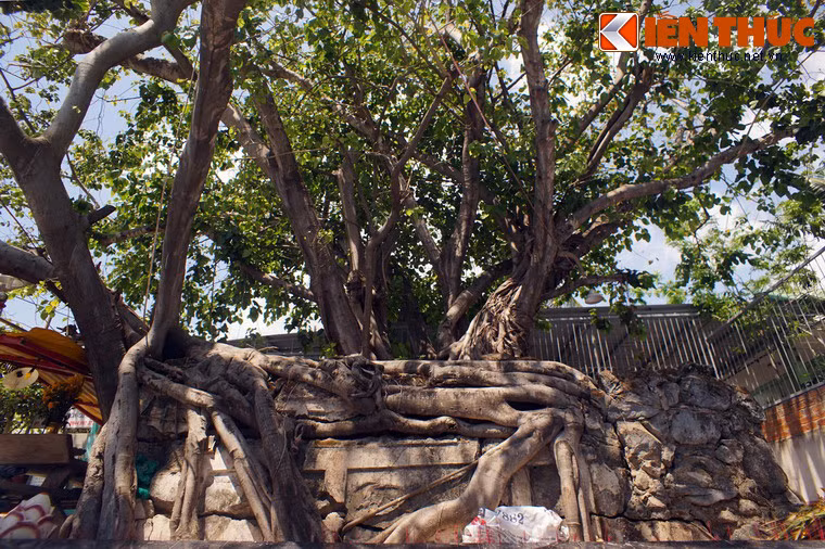 Theo bài viết, ông Tống Văn Khôi (có tư liệu ghi là Nguyễn Cửu Khôi) làm đến chức Thống suất Điều khiển Ngũ doanh tướng sĩ Gia Định. Năm 1775, ông giao chiến với quân Tây Sơn ở Ba Ngòi, bị thương nặng và chết tại đây. Mộ ông được lập năm 1804.