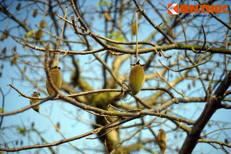 Trải qua nhiều thập niên, cây bao báp trong Kinh thành vẫn sinh trưởng tốt, đều đặn ra hoa kết trái hàng năm.