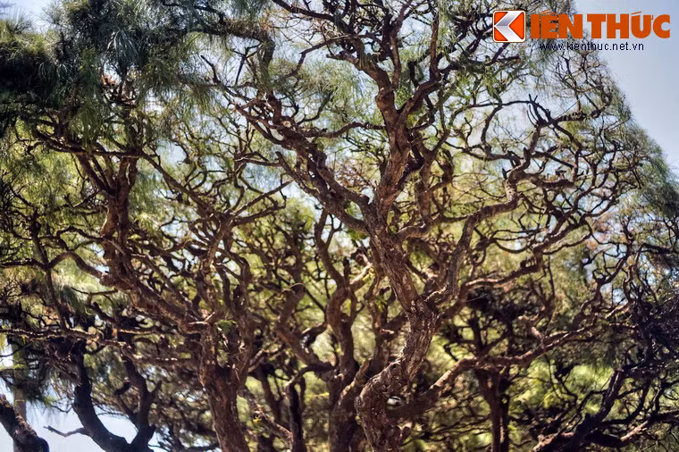 Vì vậy, cây thường được trồng để tạo nên những cánh rừng phòng hộ, chống bão, chống cát bay, góp phần cải tạo đất, đem lại màu xanh cho vùng đất có nguy cơ bị sa mạc hóa…