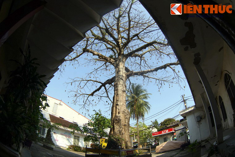 Theo các tài liệu được lưu giữ, cây bao báp này có nguồn gốc từ châu Phi, do kỹ sư lâm nghiệp Nguyễn Hữu Đính mang từ Pháp về trồng ở Huế vào khoảng năm 1950. Đến nay cây đã trên dưới 70 tuổi.