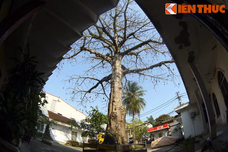 Theo các tài liệu được lưu giữ, cây bao báp này có nguồn gốc từ châu Phi, do kỹ sư lâm nghiệp Nguyễn Hữu Đính mang từ Pháp về trồng ở Huế vào khoảng năm 1950. Đến nay cây đã trên dưới 70 tuổi.