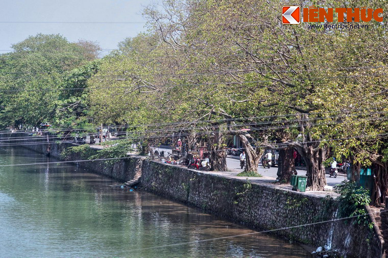 Hình ảnh những thân cây già cỗi soi bóng xuống dòng sông Đông Ba đã trở thành một phần ký ức của những người con Cố đô Huế.