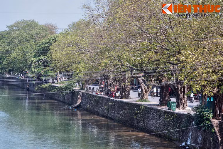 Hình ảnh những thân cây già cỗi soi bóng xuống dòng sông Đông Ba đã trở thành một phần ký ức của những người con Cố đô Huế.