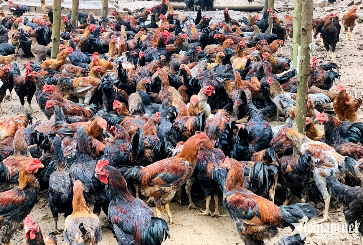 Nguồn cung tăng mạnh, sức tiêu thụ yếu, giá thịt lợn, gà chìm sâu Nguon cung tang manh, suc tieu thu yeu, gia thit lon, ga chim sau