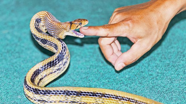 Để phòng tránh rắn hổ ngựa, sau những cơn mưa, lũ, mùa thu hoạch cẩn trọng bởi chúng mất nơi cư trú nên dễ bò vào nhà. Dùng đèn pin quan sát kĩ xung quanh nếu đi ra ngoài vào ban đêm vào những nơi rậm rạp.