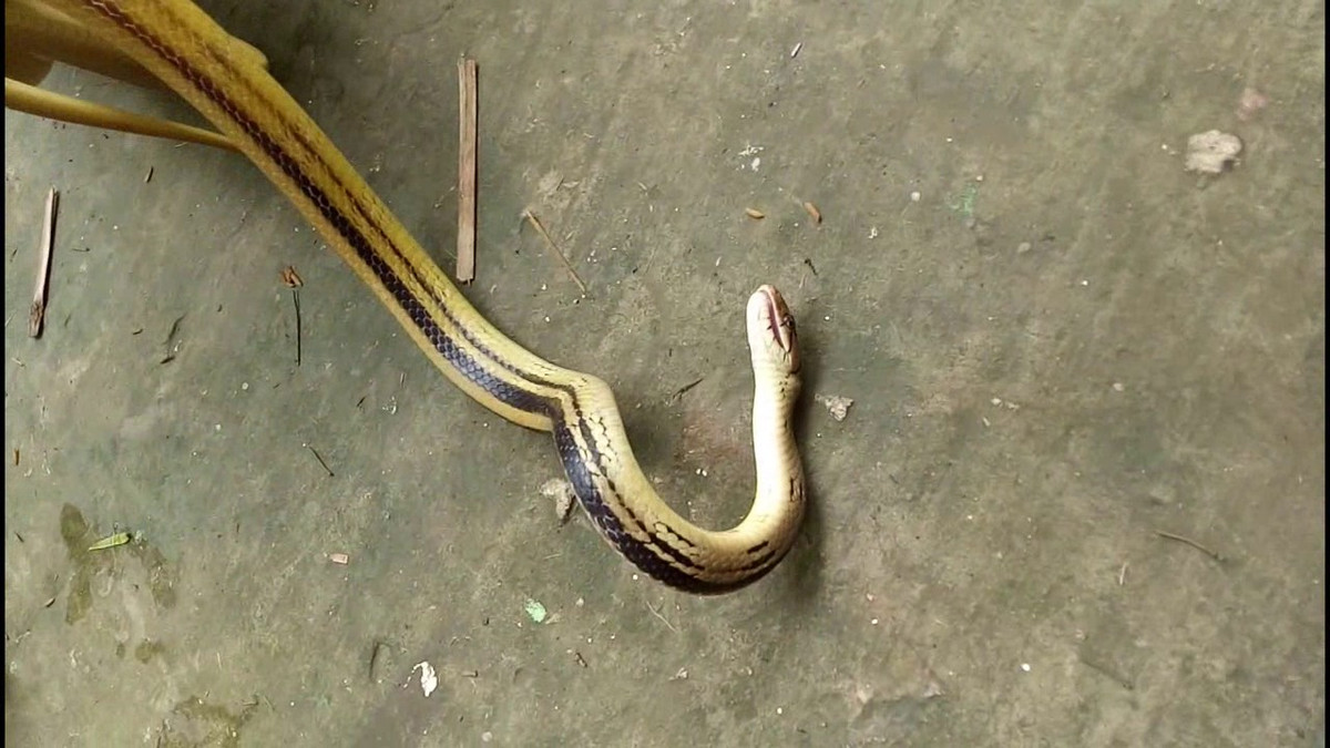 Cùng với đó, cổ rắn phình to theo chiều trước sau làm da cổ căng rộng để lộ rõ màu vàng và đen ở da giữa các vảy cổ. Miệng há rộng, hung hăng, doạ nạt, dữ tợn như tập tính của rắn ráo hoặc rắn hổ trâu khi chuẩn bị cắn vào kẻ thù.