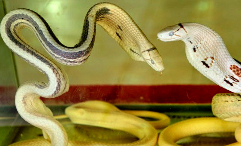 Tập tính tự vệ của loài rắn ngựa này được đánh giá là khá đặc biệt. Khi bị tấn công, chúng sẽ dựng đứng một phần ba thân về phía trước lên khỏi mặt đất. Phần thân sau không cuộn tròn mà làm thành hình chữ S trên mặt đất.