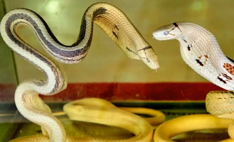 Tập tính tự vệ của loài rắn ngựa này được đánh giá là khá đặc biệt. Khi bị tấn công, chúng sẽ dựng đứng một phần ba thân về phía trước lên khỏi mặt đất. Phần thân sau không cuộn tròn mà làm thành hình chữ S trên mặt đất.