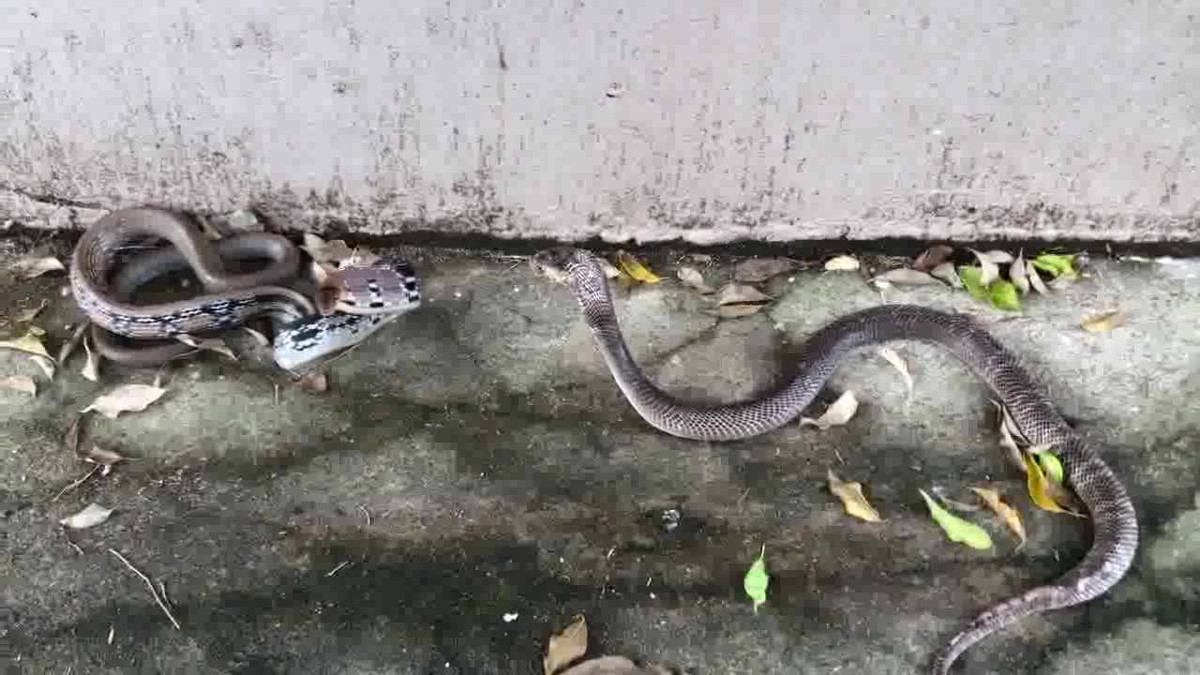 Không nên ngủ trực tiếp trên nền đất, quan sát kĩ trước khi nằm hay ngồi một chỗ nào đó. Thường xuyên kiểm tra xung quanh nhà xem có rắn hay không, dọn dẹp nhà ở sạch sẽ để tránh tạo điều kiện cho rắn ở xung quanh trong nhà.