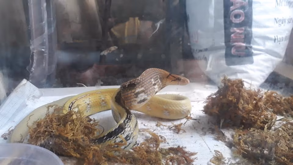 Rắn hổ ngựa thường ẩn trong các hang chuột đã bỏ không, trườn bò trên các bờ rào, bụi cây um tùm, đôi khi trên mái nhà.