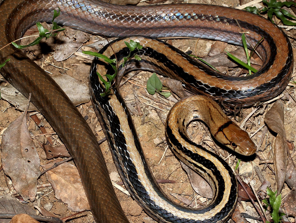 Rắn hổ ngựa (Coelognathus radiata) có tên khác là rắn rồng, rắn sọc dưa. Dân gian miền Tây Nam Bộ hay truyền miệng nhau câu "Trong nhà rắn rồng, ra đồng hổ ngựa", để chỉ và kêu tên loài rắn này.