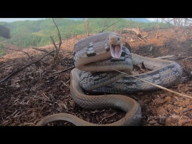 Khi thấy rắn, hãy dùng gậy dài để xua đuổi chúng ra khỏi nhà, tránh tiếp xúc trực tiếp với rắn.