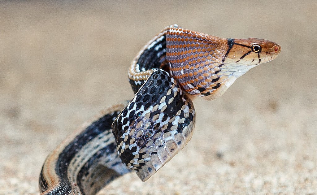 Mặc dù không có răng nanh, không chứa độc tố, nhưng loài rắn này cắn rất đau lại có bản tính hung hăng. Vì vậy, khi gặp phải loài rắn này bạn cần tránh xa để tránh bị tấn công.