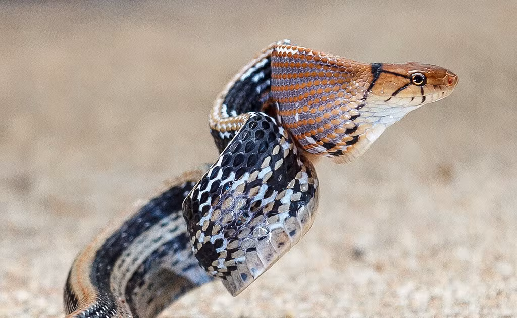 Mặc dù không có răng nanh, không chứa độc tố, nhưng loài rắn này cắn rất đau lại có bản tính hung hăng. Vì vậy, khi gặp phải loài rắn này bạn cần tránh xa để tránh bị tấn công.