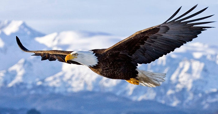 Tuy nhiên, ông bị chê trách vì tính "con buôn" khi đối xử với dân chúng và binh lính. Ông từng trả lời vua "Tướng là chim ưng, dân lính là vịt, dùng vịt để nuôi chim ưng thì có gì là lạ?".