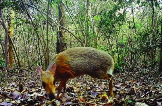 Cho dù phát hiện thấy chúng sau nhiều năm biến mất, tuy nhiên, loài cheo cheo lưng bạc vẫn là một bí ẩn lớn đối với các nhà khoa học. Cho đến nay chúng ta chưa thể xây dựng được bức tranh rõ hơn về loài thú móng guốc nhỏ nhất thế giới và là đặc hữu của Việt Nam này.