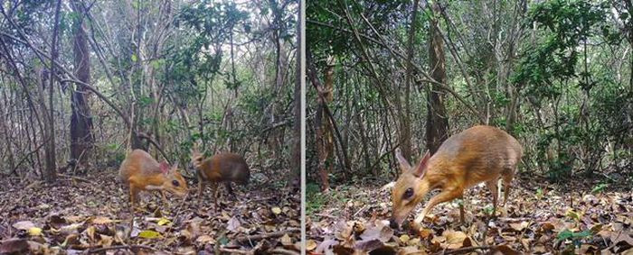 Kích thước bé nhỏ, cheo cheo lưng bạc thường là con mồi của nhiều loài động vật khác bao gồm báo, chó và trăn rừng. Nhưng các nhà nghiên cứu cho biết chính hoạt động săn bắt của con người mới là nguyên nhân chính đẩy loài sinh vật này tới bờ vực tuyệt chủng.