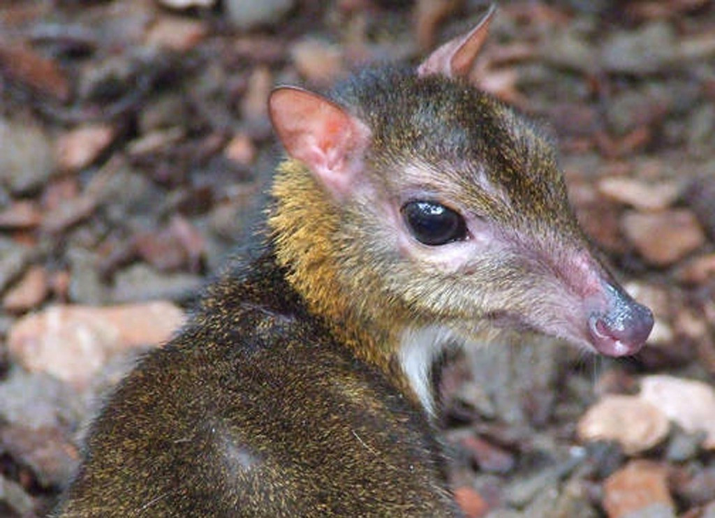 Trong tiếng Telegu ở Ấn Độ, cheo cheo được gọi là jarini pandi, có nghĩa con vật vừa là hươu, vừa là chuột. Họ cheo cheo nói chung là ví dụ về động vật nhai lại nguyên thủy.