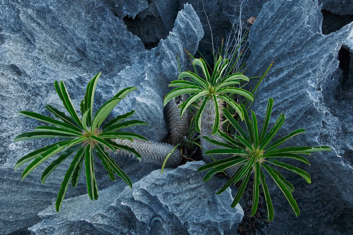 Theo các nhà khoa học, rừng đá Tsingy là nơi chứa đựng những kho báu sinh học phi thường trên trái đất. Chỉ cần đi bộ xung quanh cũng có thể bắt gặp một sinh vật chưa từng được biết đến.
