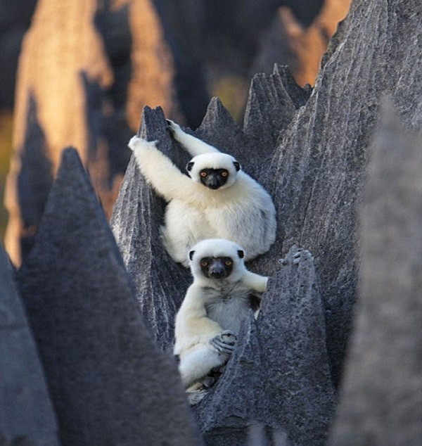 Nổi bật nhất là loài vượn cáo chân trắng. Theo thống kê, có tới hơn 10 loài vượn cáo sinh sống chủ yếu ở trên những vách cột đá dựng đứng.