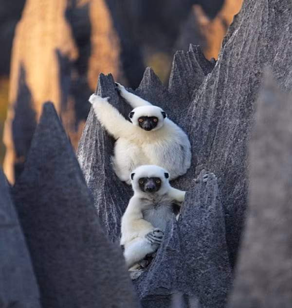 Nổi bật nhất là loài vượn cáo chân trắng. Theo thống kê, có tới hơn 10 loài vượn cáo sinh sống chủ yếu ở trên những vách cột đá dựng đứng.