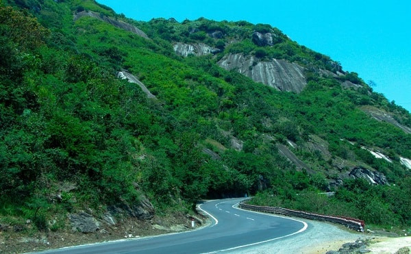 Đặc biệt, đèo Cả là nơi có hệ thực vật phong phú và đa dạng. Rừng ở đèo Cả có nhiều loài gỗ quý: sao, chò, dầu, kền kền, trầm, cà ná …