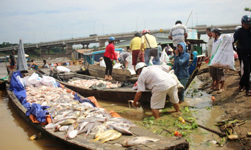 Hơn 1500 tấn cá nuôi bè của người dân trên sông La Ngà bất ngờ chết trắng sông.