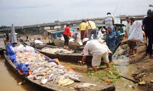Hơn 1500 tấn cá nuôi bè của người dân trên sông La Ngà bất ngờ chết trắng sông.