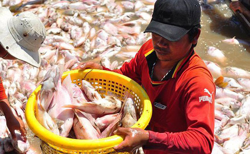 Hàng nghìn tấn cá của người nuôi cá bè trên sông La Ngà bị chết chỉ trong vài giờ đồng hồ.