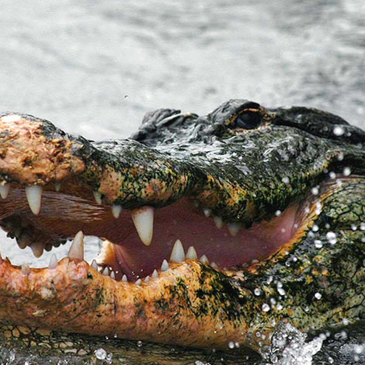 Phía sau quán rượu Joe Ball cho đào một cái ao nuôi cá sấu. Thỉnh thoảng, khách tới quán rượu của Joe Ball thỉnh thoảng chứng kiến cảnh tượng gã dùng chó mèo làm thức ăn nuôi cá sấu.