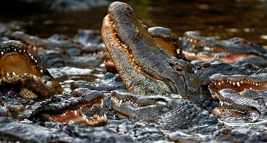 Người ta phát hiện có nhiều vết máu và tóc trong ao nuôi cá sấu. Chúng thuộc về các nạn nhân mất tích bí ẩn.