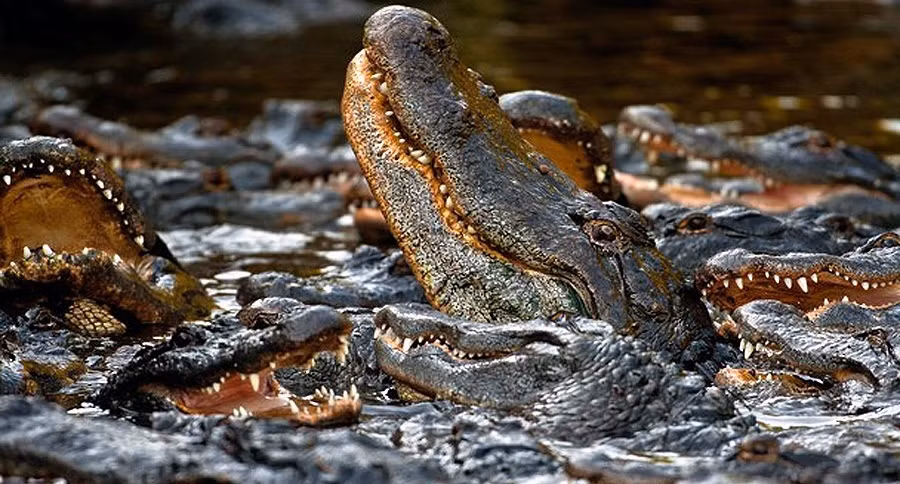 Người ta phát hiện có nhiều vết máu và tóc trong ao nuôi cá sấu. Chúng thuộc về các nạn nhân mất tích bí ẩn.