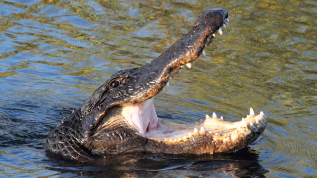 Theo điều tra của cảnh sát, Joe Ball sát hại ít nhất 20 phụ nữ rồi phân xác họ làm mồi cho đàn cá sấu. Trong quá trình điều tra, cảnh sát phát hiện Clifford Wheeler là đồng phạm của gã sát nhân máu lạnh trên nhanh chóng bị bắt giữ và đưa ra xét xử.