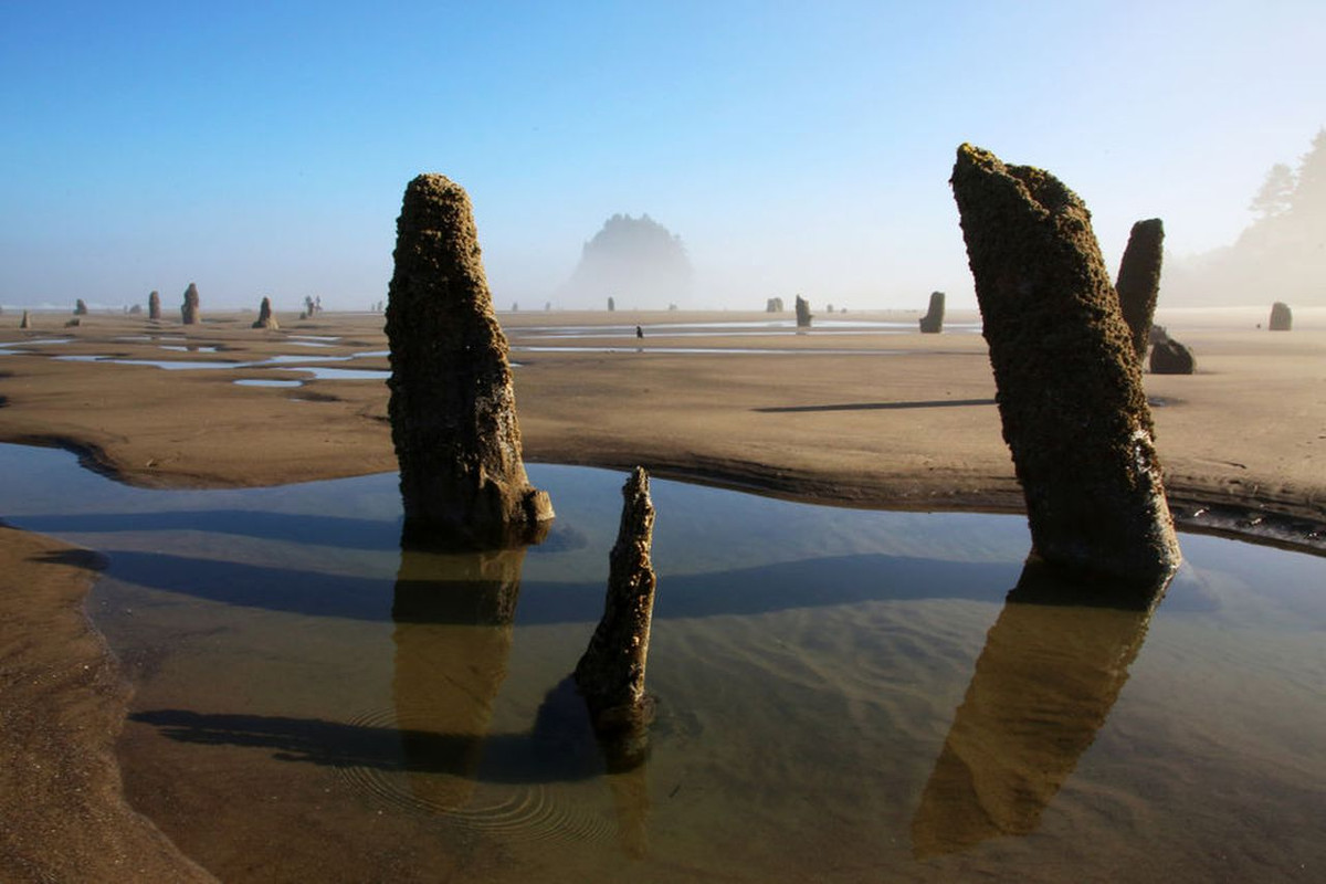 Nhiều người không khỏi kinh ngạc khi nhìn thấy những gốc cây tồn tại suốt ngàn năm bên dưới mặt biển.