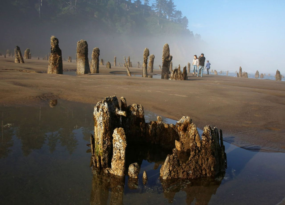 Trong suốt nhiều thập kỷ, khu rừng này ẩn mình hoàn toàn dưới lòng biển.