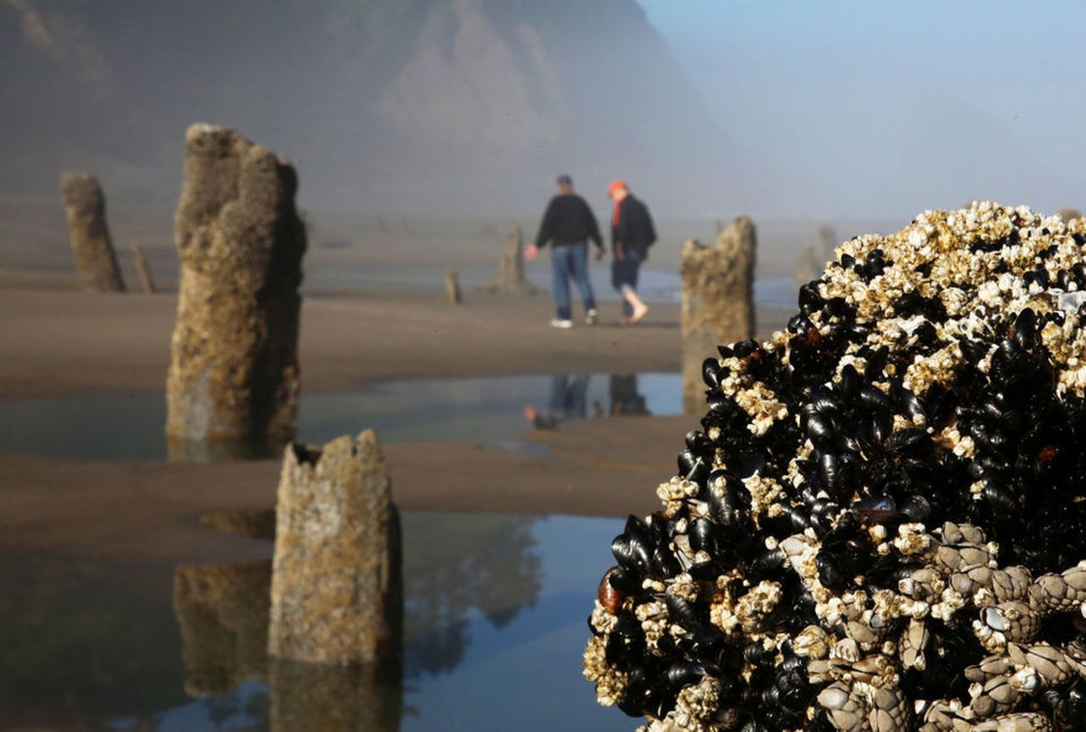 Phải đến năm 1997 - 1998, một phần của khu rừng trồi lên khỏi mặt nước.