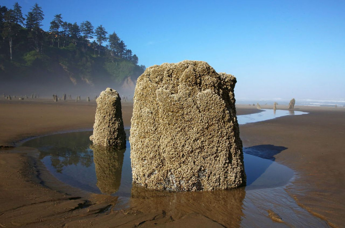 Theo các chuyên gia, sở dĩ khu rừng vân sam không bị phân hủy hoàn toàn là nhờ bùn cát dưới lòng biển giúp bảo tồn chúng.