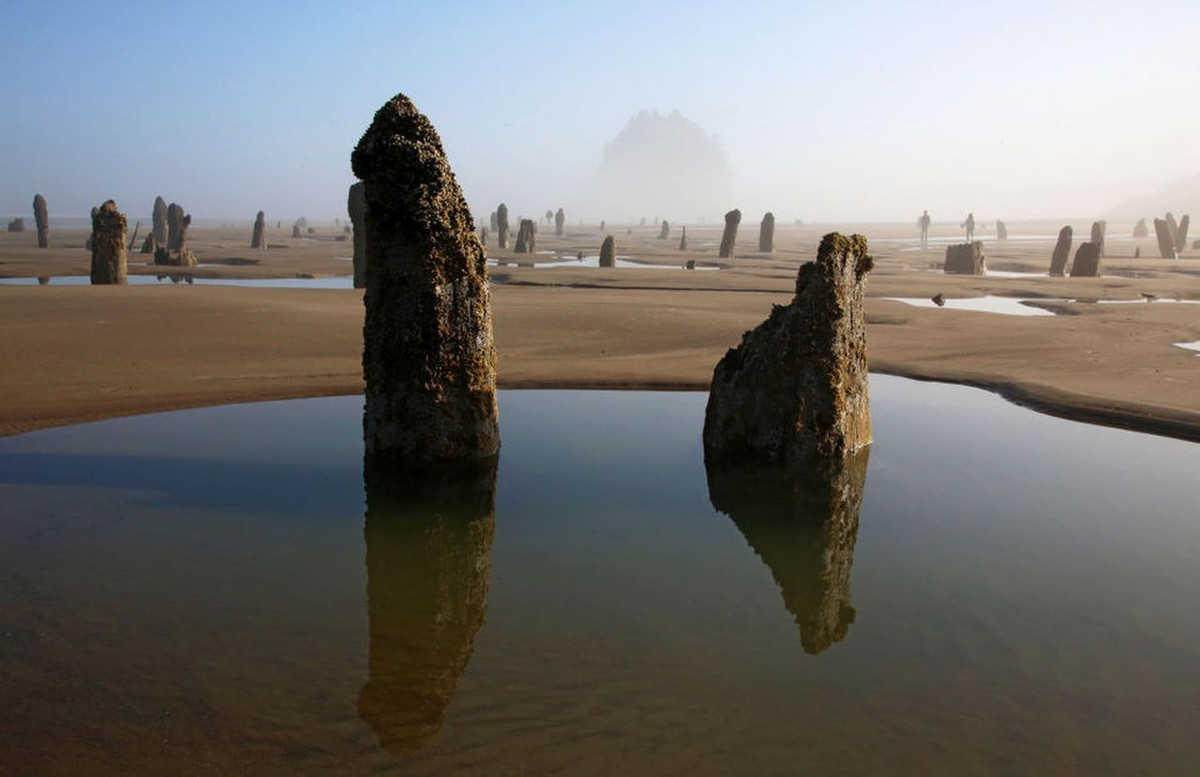 Khi thủy triều rút, những gốc cây khoảng 2.000 năm tuổi lộ diện tạo nên cảnh quan kỳ ảo tại khu vực bờ biển dài khoảng 1 km.