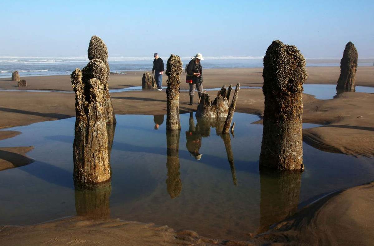 Nhiều người không khỏi tò mò vì sao những gốc cây này không bị phân hủy sau suốt hàng nghìn năm.