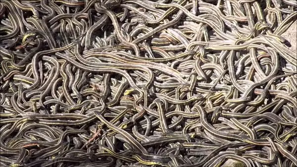 Giống như tên gọi, người xưa đào một hố sâu rồi thả vào bên trong nhiều loại rắn độc nguy hiểm. Phía trên bẫy rắn được ngụy trang bằng cây cỏ.