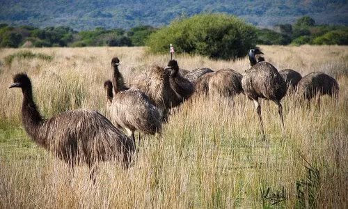 Khi ấy, số lượng loài chim emu ở Australia tăng tới mức mà con người không thể kiểm soát được. Theo thống kê, khoảng 20.000 con chim emu phá hoại mùa màng của người dân. Chính vì vậy, người dân cầu cứu chính phủ xử lý chúng.