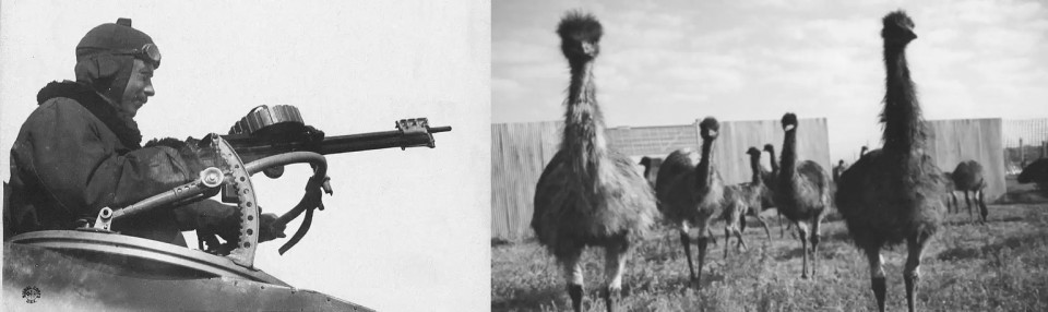 Thế nhưng, mọi chuyện diễn ra không theo kế hoạch. Mỗi binh sĩ được trang bị súng máy Lewis có tốc độ bắn 500 - 600 phát/phút cùng cơ số đạn 10.000 viên. Binh sĩ có nhiệm vụ xả đạn về phía lũ chim cho đến khi hết đạn.