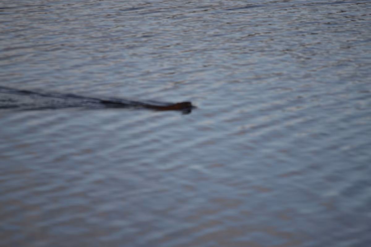 Trong Chiến tranh thế giới 2, một câu chuyện nổi tiếng về quái vật ở hồ Brocno được lan truyền rộng rãi.