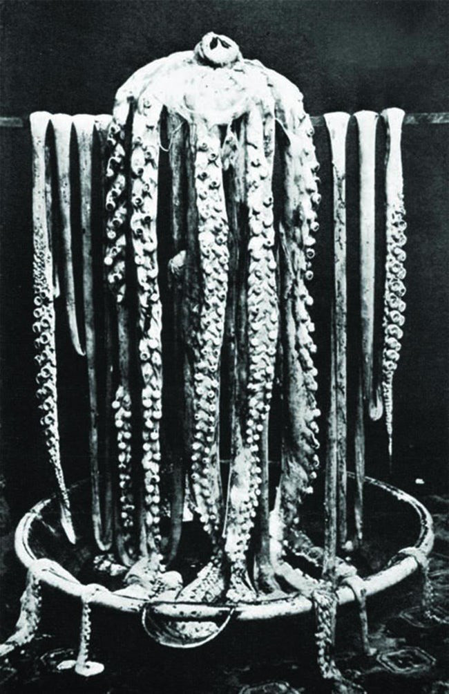 Bức ảnh đầu tiên trong lịch sử chụp một con mực khổng lồ năm 1873.